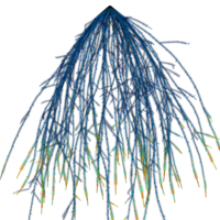 wheat_root wheat_root